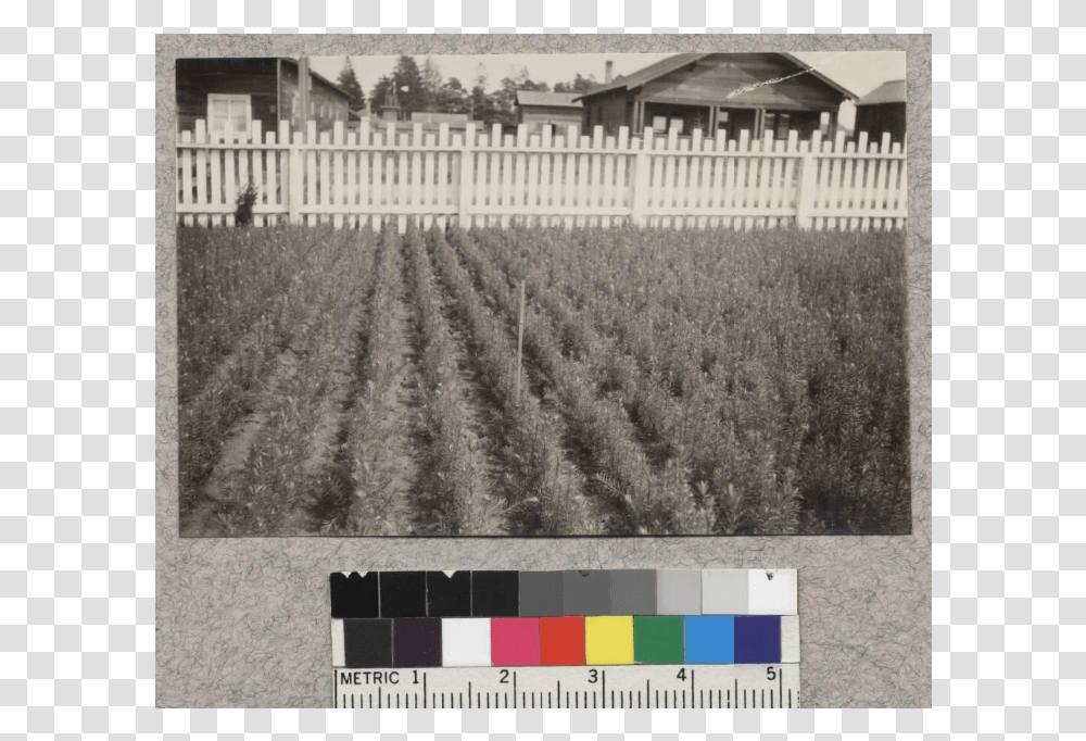 1 Douglas Fir Picket Fence, Nature, Outdoors, Countryside, Rural Transparent Png