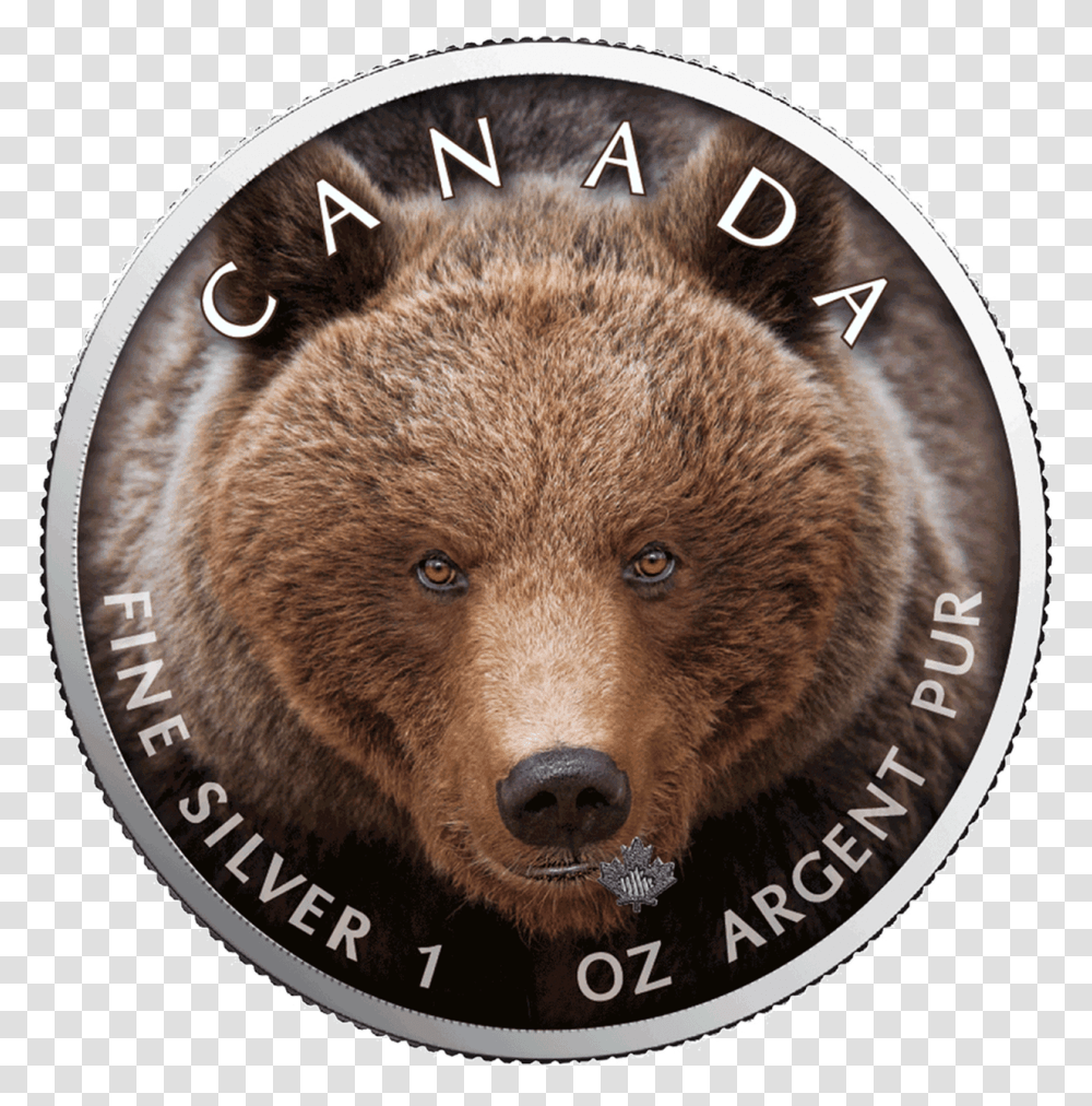 1 Grizzly Bear, Brown Bear, Wildlife, Mammal, Animal Transparent Png