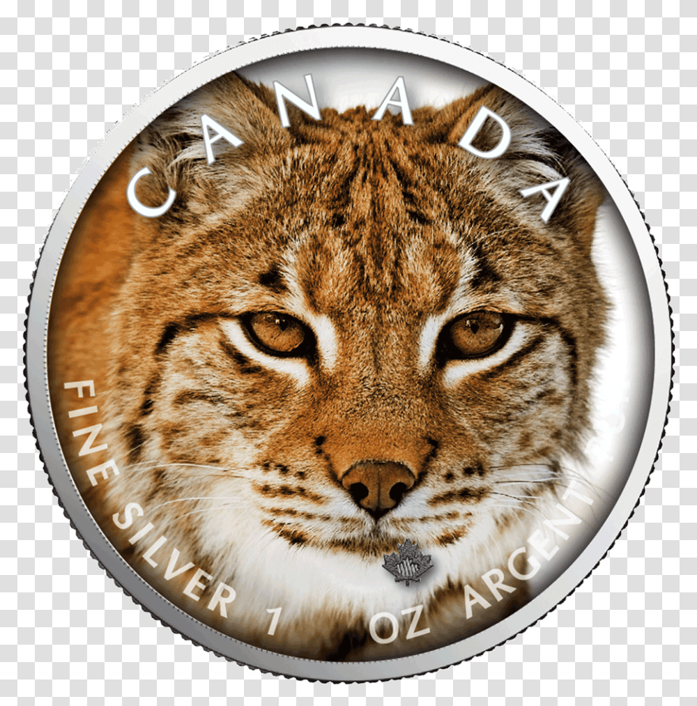 1 Lynx Winter, Panther, Wildlife, Mammal, Animal Transparent Png