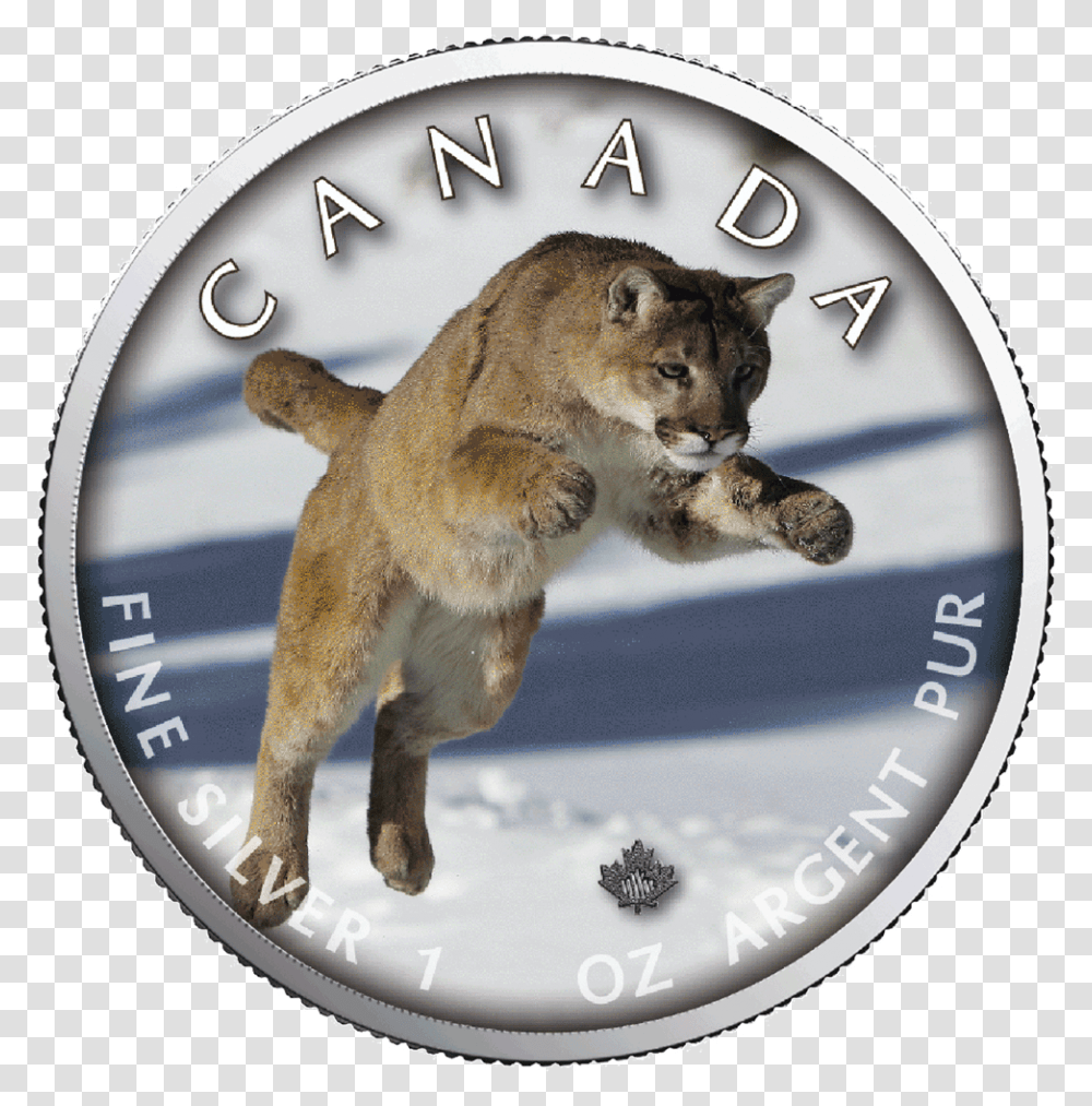 1 Maple Leaf, Wildlife, Animal, Cougar, Mammal Transparent Png