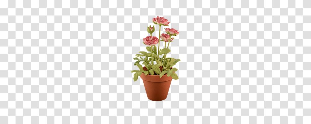 Plant, Flower, Blossom, Flower Arrangement Transparent Png