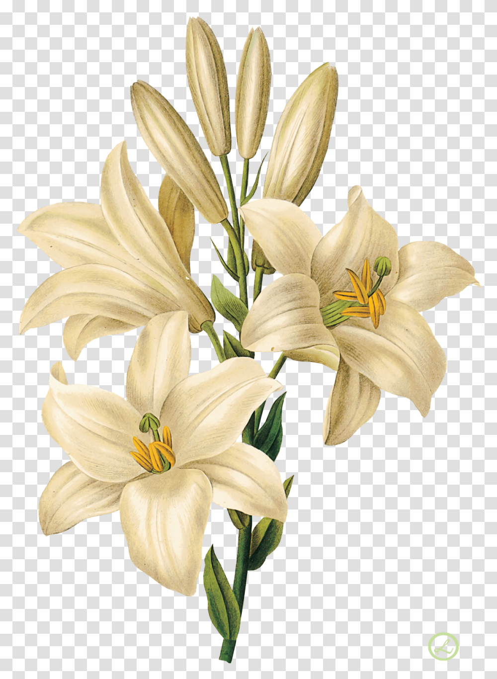 11601600 Flower Drawing Botanical Art Botanical Drawing Of Lilium, Plant, Lily, Blossom, Amaryllis Transparent Png