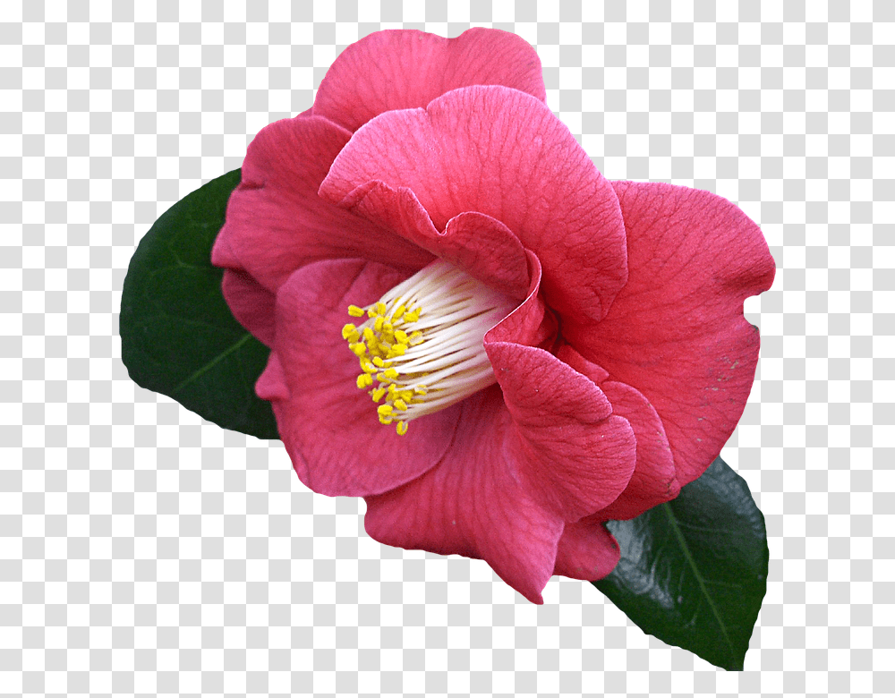 960, Flower, Plant, Geranium, Blossom Transparent Png