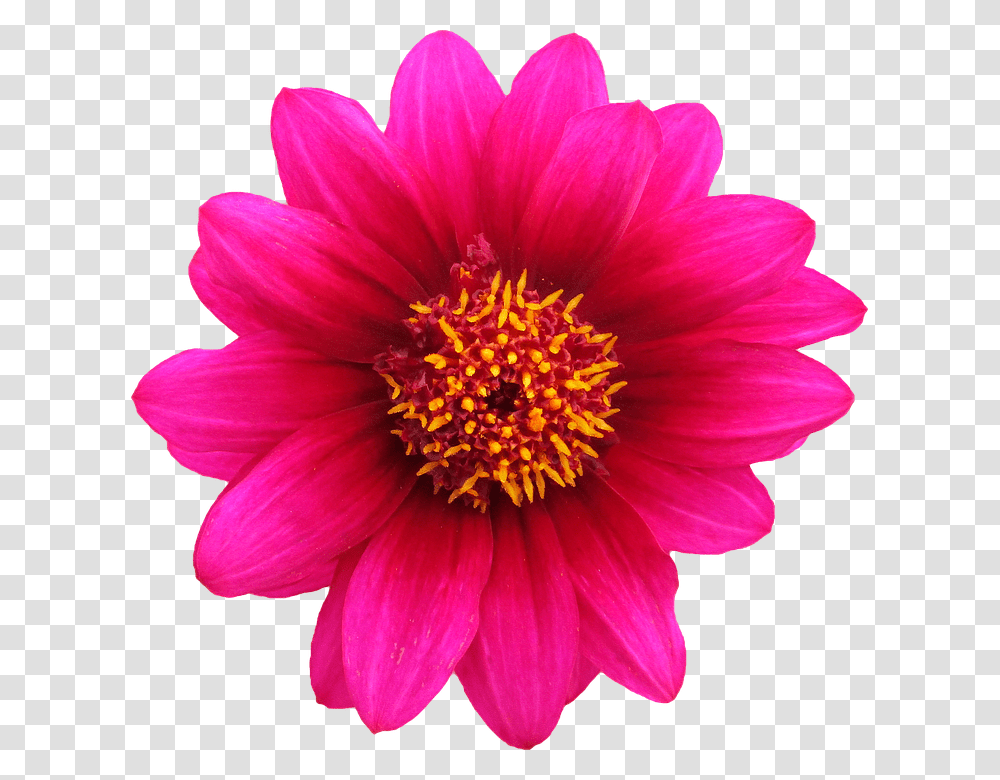 960, Flower, Plant, Blossom, Daisy Transparent Png