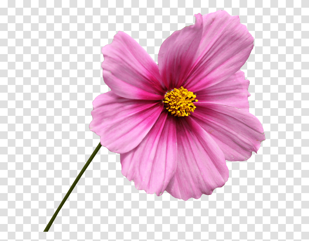 960, Flower, Plant, Pollen, Petal Transparent Png