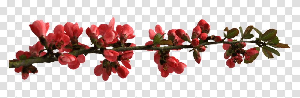 960, Flower, Plant, Blossom, Geranium Transparent Png