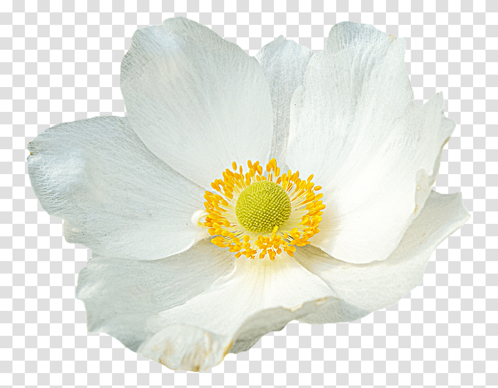 960, Flower, Anemone, Plant, Blossom Transparent Png