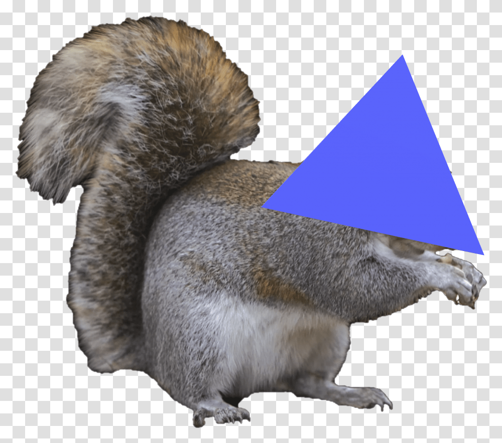 Untitled Gray Squirrel Transparent Png