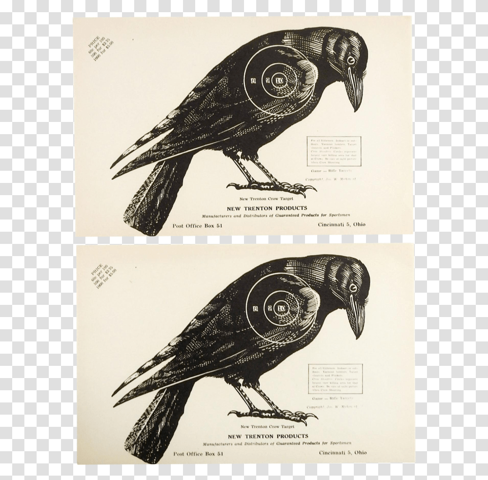 1960s Vintage Crow Raven Paper Targets, Bird, Animal, Vulture, Beak Transparent Png