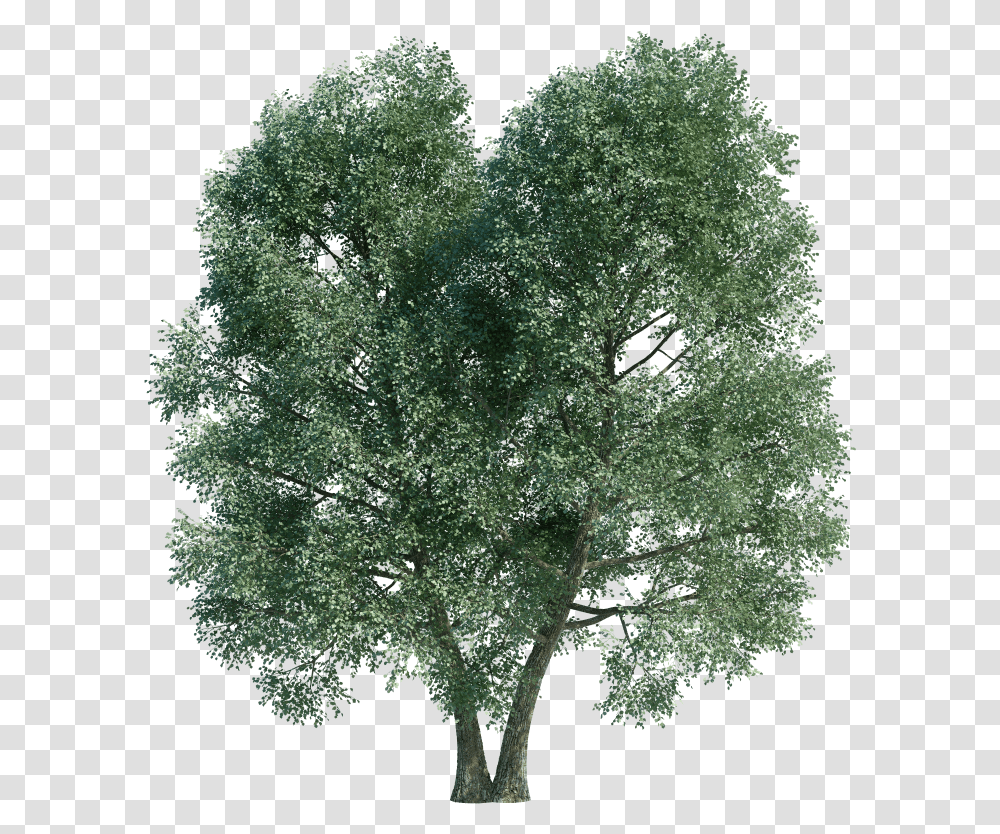 1png Mexican Pinyon, Plant, Tree, Maple, Leaf Transparent Png