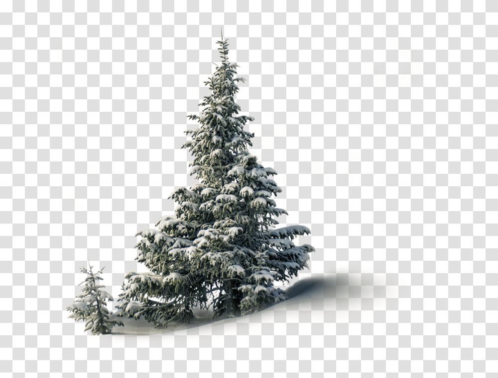 1png - Aireforce Inc Tropical And Subtropical Coniferous Forests, Tree, Plant, Christmas Tree, Ornament Transparent Png