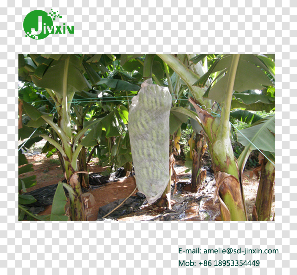 1x2m Nonwoven Banana Bunch Cover With 4uv Treatment, Plant, Bamboo, Produce, Food Transparent Png