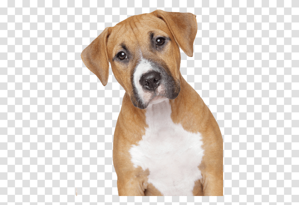 2 Dog 5 Clipart Image Format Dog, Pet, Canine, Animal, Mammal Transparent Png