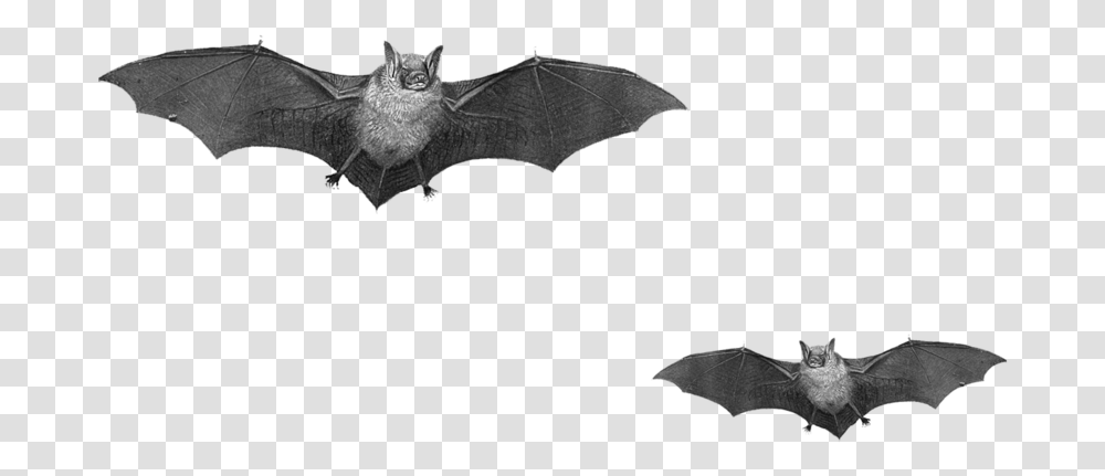 2 Halloween Bat Pic Clipart Image Real Bats, Wildlife, Animal, Mammal, Cat Transparent Png