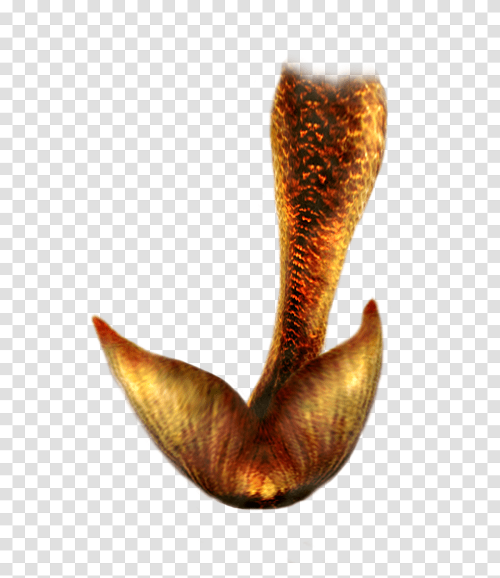 2 Mermaid Tail Hd, Fantasy, Bird, Animal, Snake Transparent Png