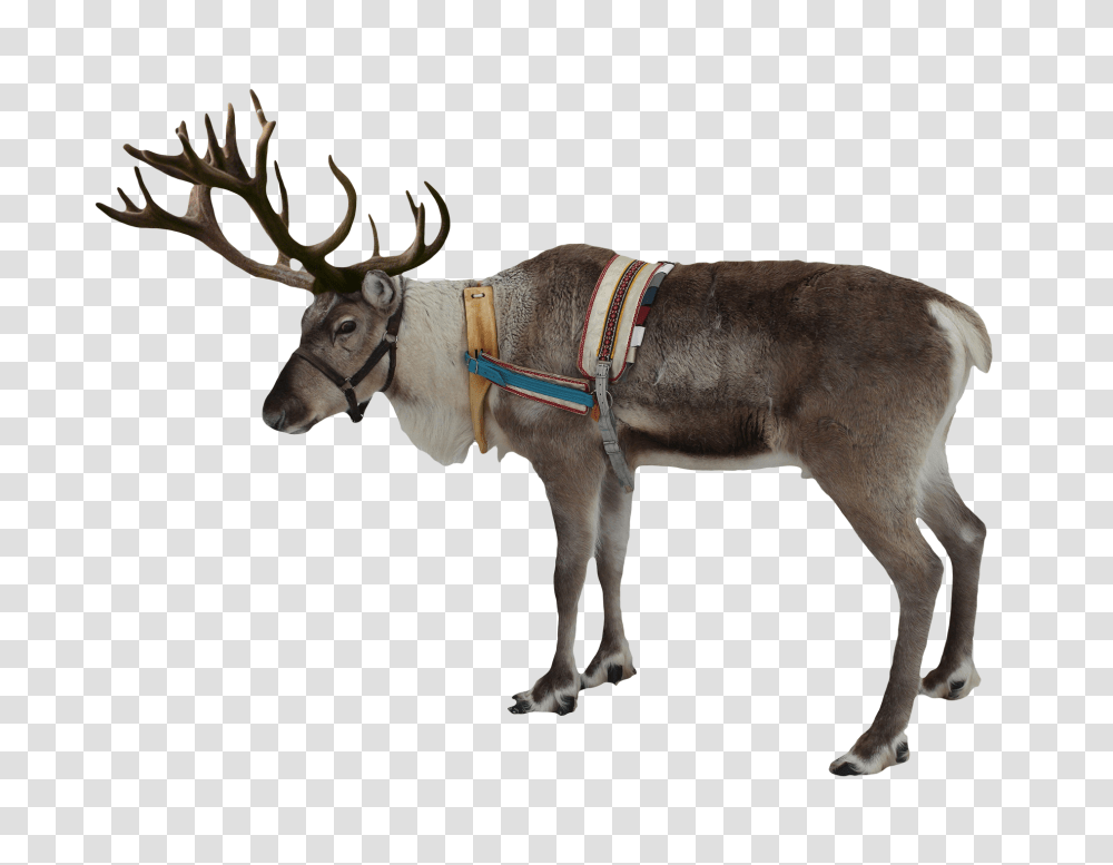 2 Reindeer Free Image, Horse, Mammal, Animal, Donkey Transparent Png