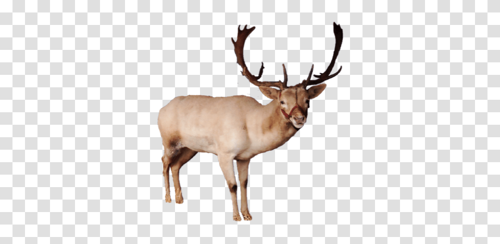 2 Reindeer Pic, Elk, Wildlife, Mammal, Animal Transparent Png