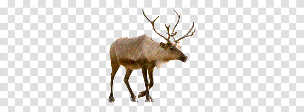 2 Reindeer Picture, Elk, Wildlife, Mammal, Animal Transparent Png