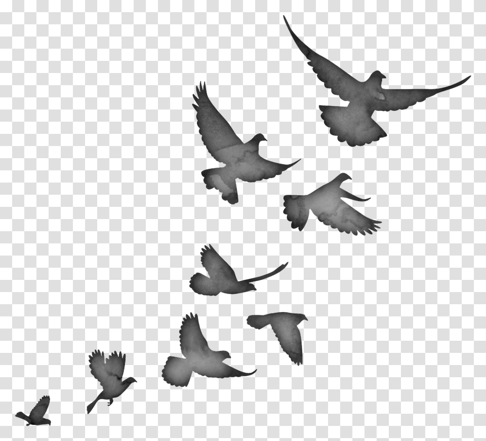 2016 Morgan Caleb Lexington Ky, Flying, Bird, Animal, Dove Transparent Png