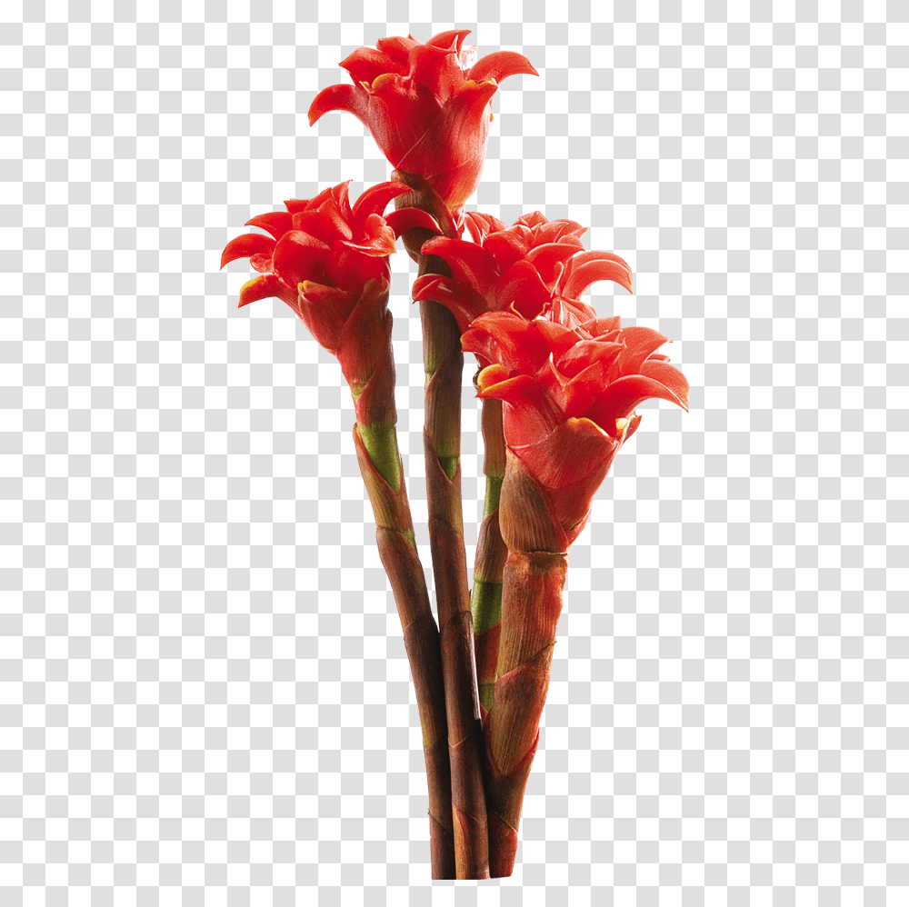2016, Plant, Flower, Blossom, Flower Arrangement Transparent Png