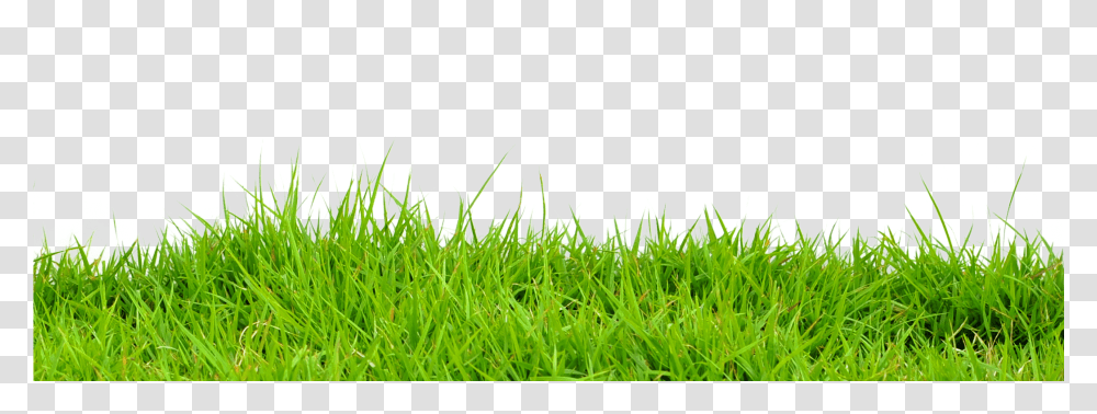 2016 Teamscaping Inc Green Pastures, Grass, Plant, Lawn, Ball Transparent Png