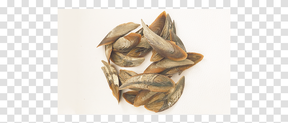 2018 Most Popular Dollar Conch Sea Shells From China Seed, Plant, Produce, Food, Vegetable Transparent Png