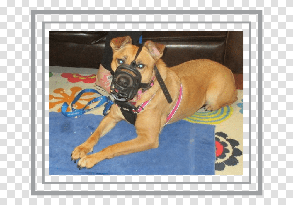 2018 Nov 1 Blog Muzzle Boxer, Dog, Pet, Canine, Animal Transparent Png
