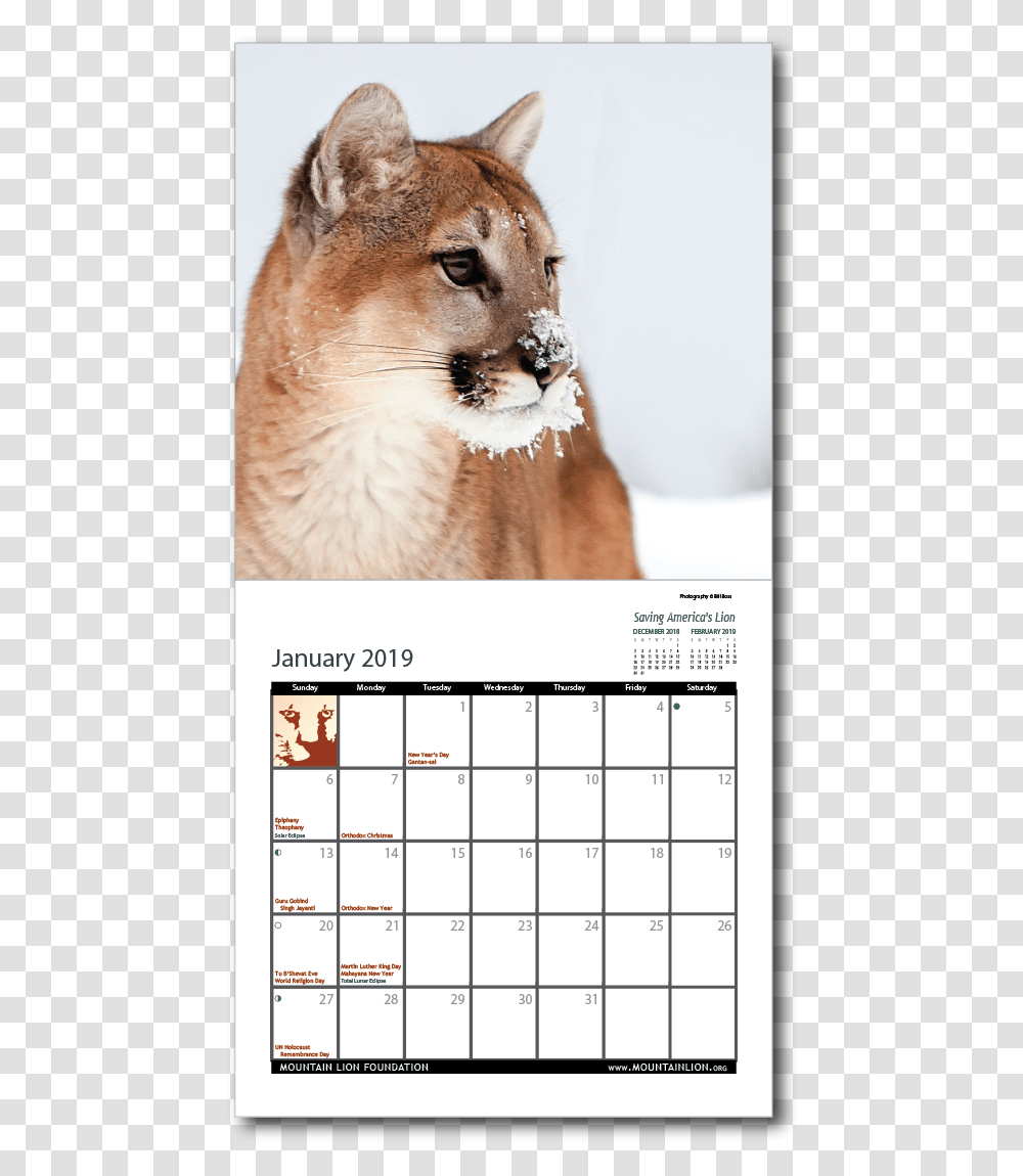 2019 Calendar Inside Cougar, Dog, Pet, Canine Transparent Png