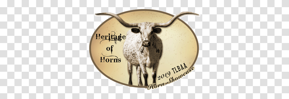 2019 Horn Showcase Texas Longhorn, Cattle, Mammal, Animal, Bull Transparent Png