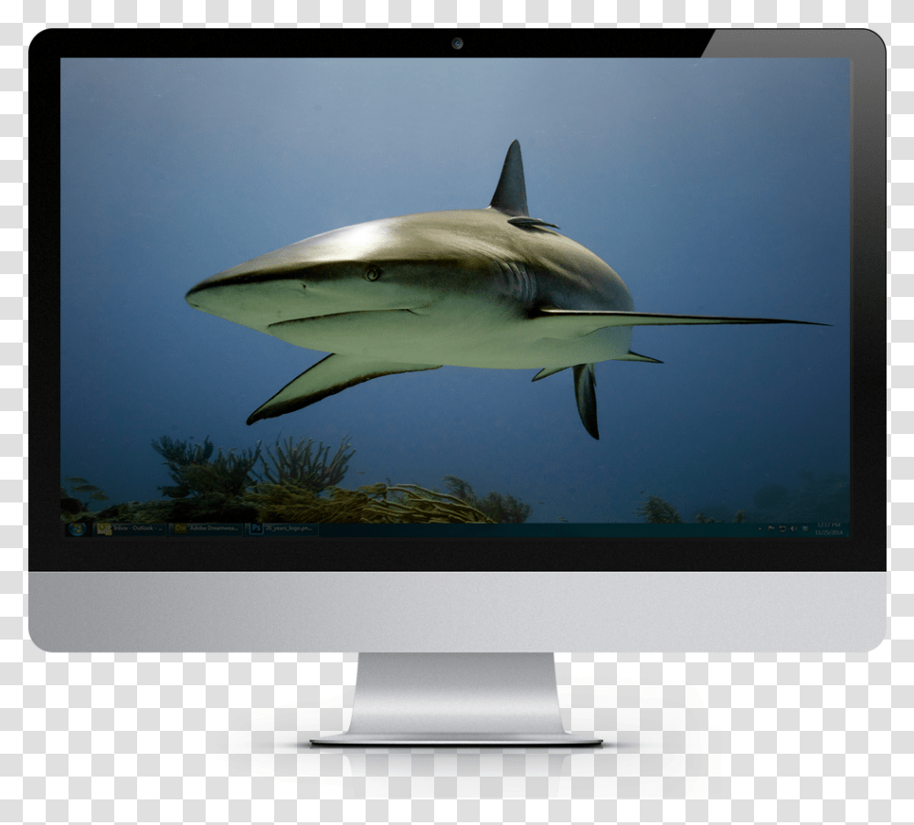 2019 Tropical Fish Calendar Windows Theme Led Backlit Lcd Display, Monitor, Screen, Electronics, LCD Screen Transparent Png