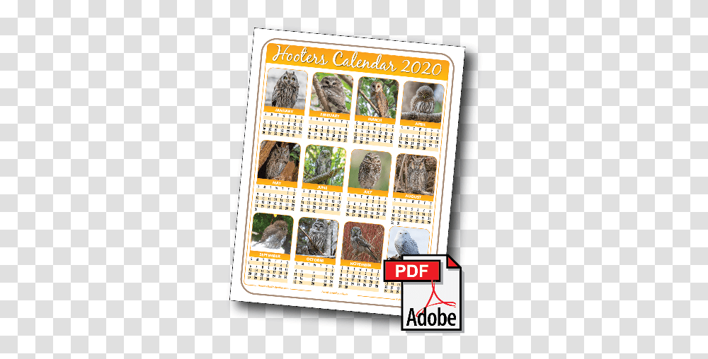 2020 Hooters Owl Calendar Hooters Bird Calendar 2020, Poster, Advertisement, Flyer, Paper Transparent Png