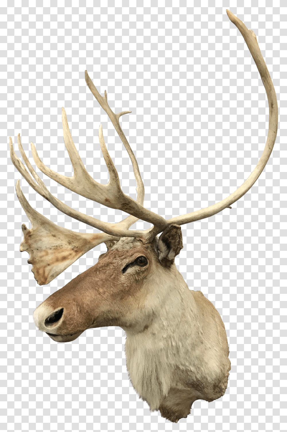 20th Century North American Caribou Mount Elk, Antler, Antelope, Wildlife, Mammal Transparent Png