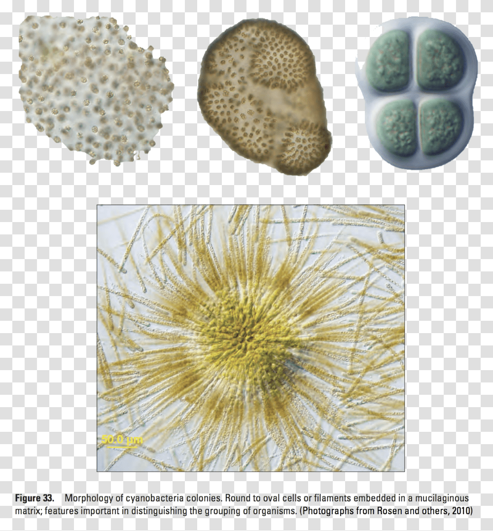 23 20 City Water Bacteria 2 CopyClass Img Responsive, Plant, Food, Rug, Honeycomb Transparent Png