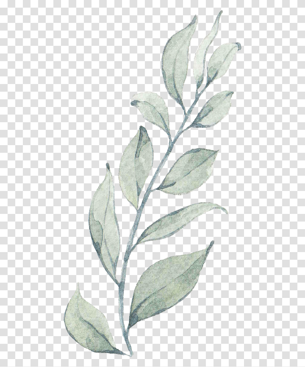 24 Floral Watercolor Paintings Art Wallpaper Ilex Vomitoria, Leaf, Plant, Acanthaceae, Flower Transparent Png