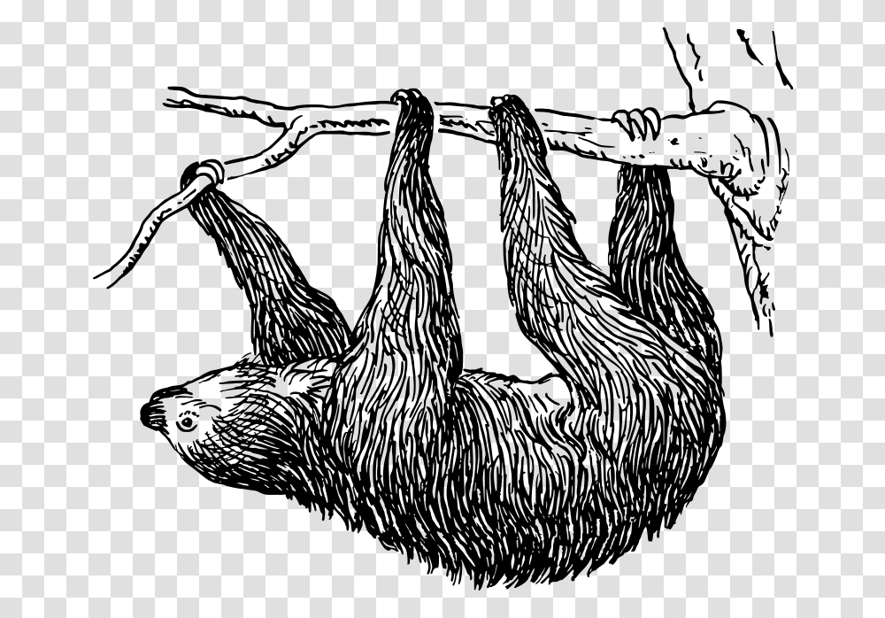 25 14 Uf Sloth Sloth Black And White Clip Art, Gray, World Of Warcraft Transparent Png