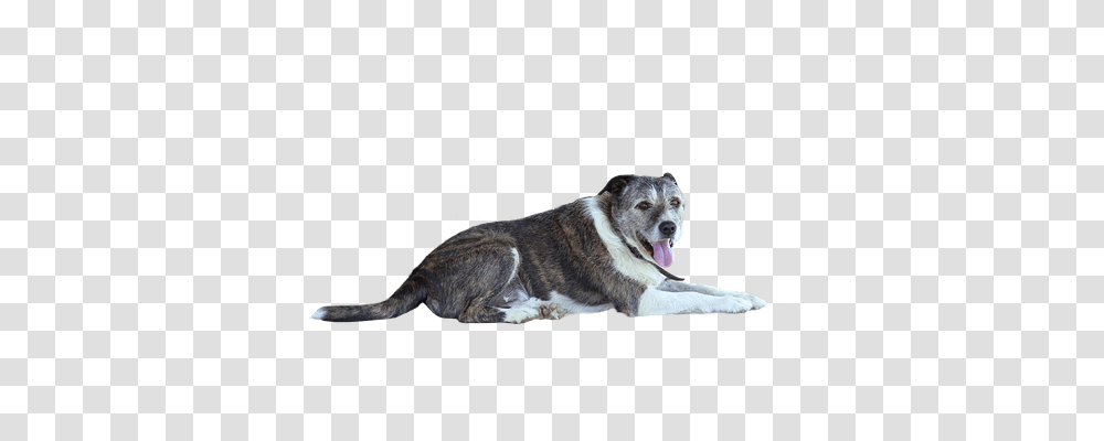 Animals, Dog, Pet, Canine Transparent Png