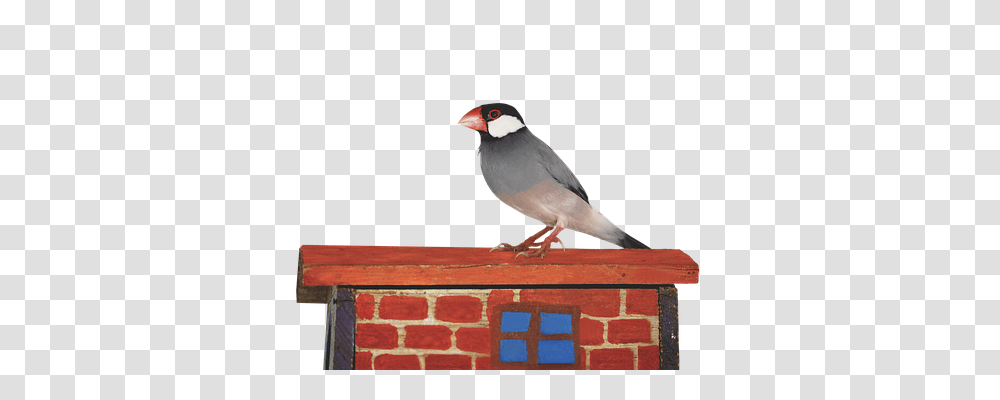 Animals, Finch, Bird, Beak Transparent Png