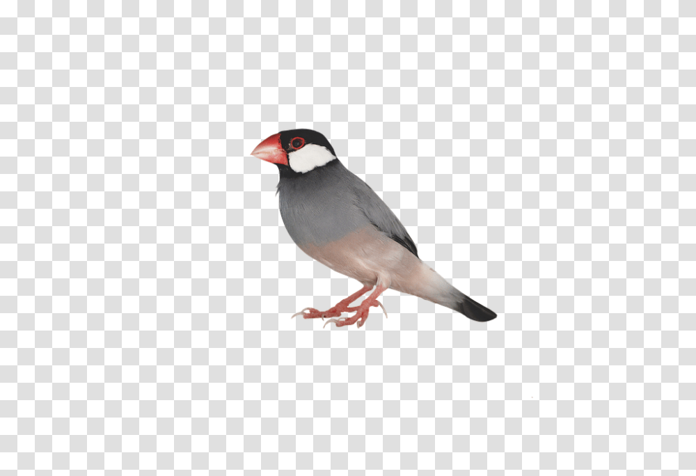 960, Animals, Bird, Finch, Cardinal Transparent Png