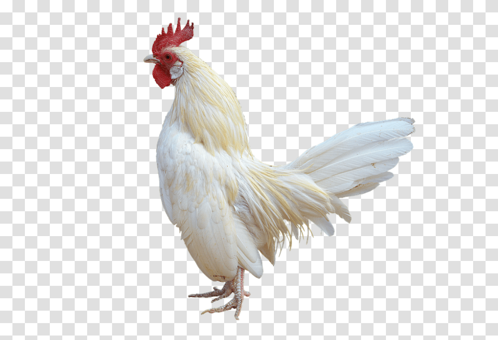 960, Animals, Bird, Fowl, Poultry Transparent Png