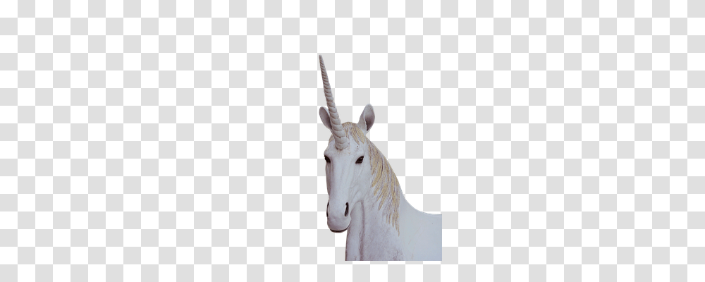 Animals, Horse, Mammal, Colt Horse Transparent Png