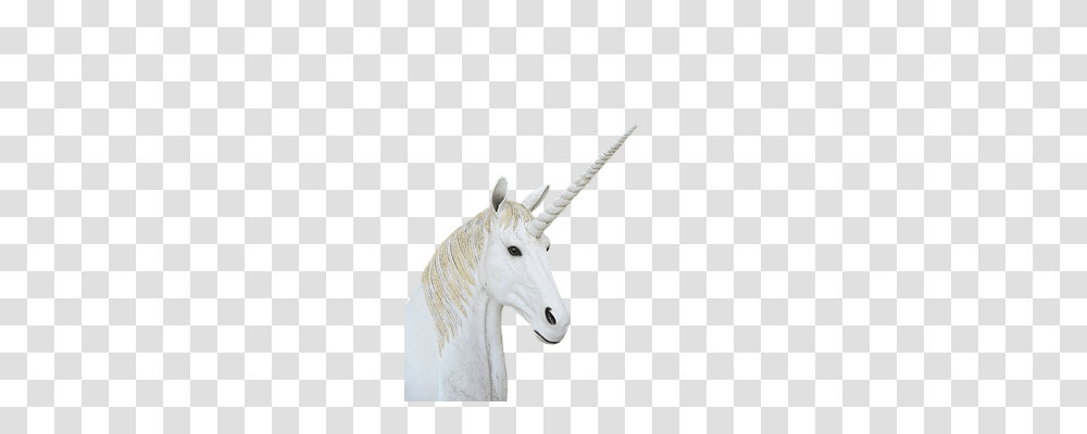 Animals, Andalusian Horse, Mammal, Stallion Transparent Png