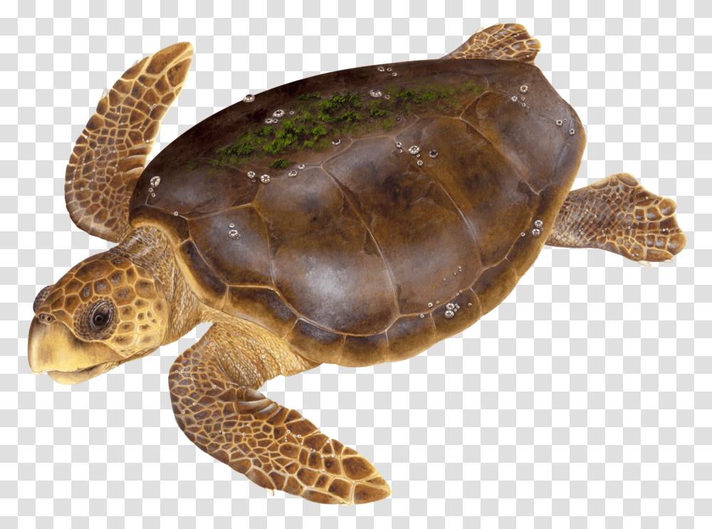 3 Green Sea Turtle, Reptile, Sea Life, Animal, Tortoise Transparent Png
