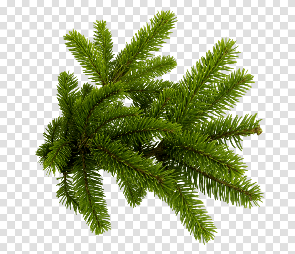 3 Image Christmas Tree Branch, Plant, Leaf, Vegetation, Conifer Transparent Png