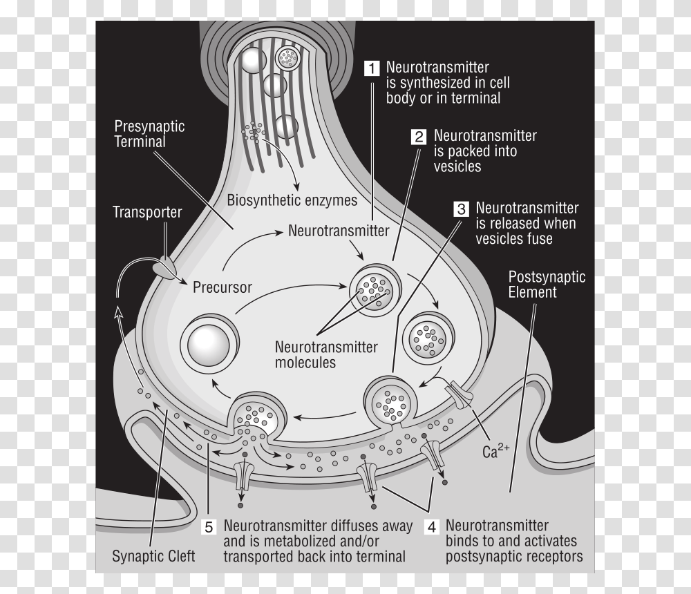 32 Science Diagram Of Synapse, Technology, Plot, Plan, Soil Transparent Png