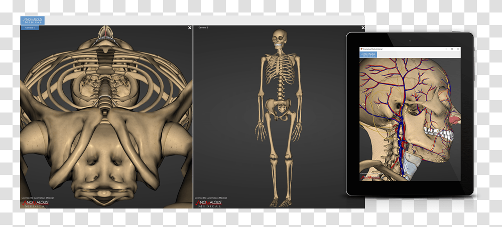 3d Anatomy Software, Skeleton, Person, Human, Lamp Transparent Png