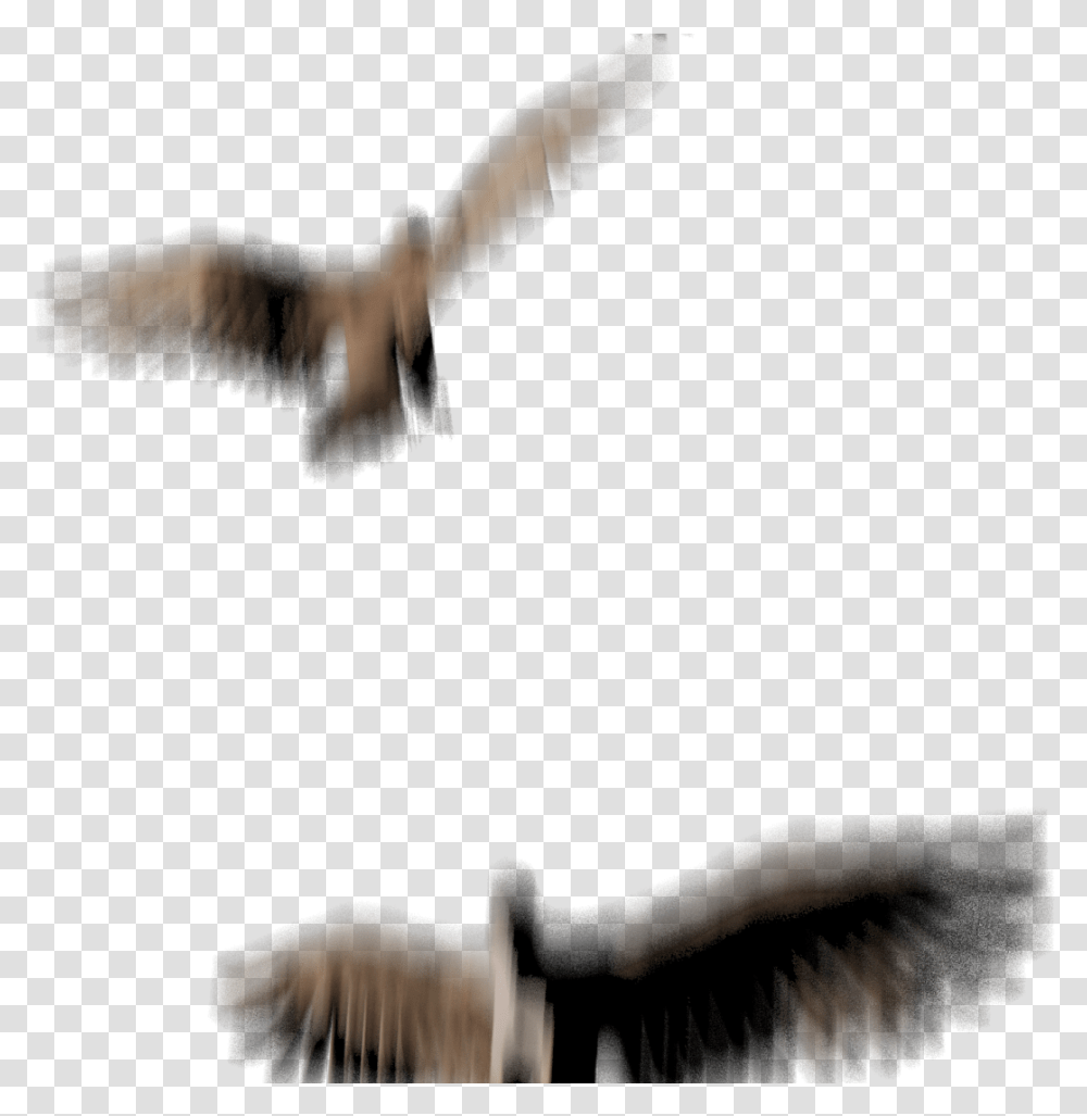 3d Birds Hawk, Flying, Animal, Vulture, Person Transparent Png