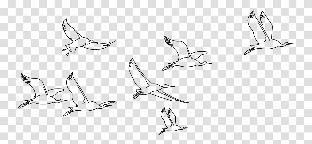 3d Birds Sketch, Gray, World Of Warcraft Transparent Png