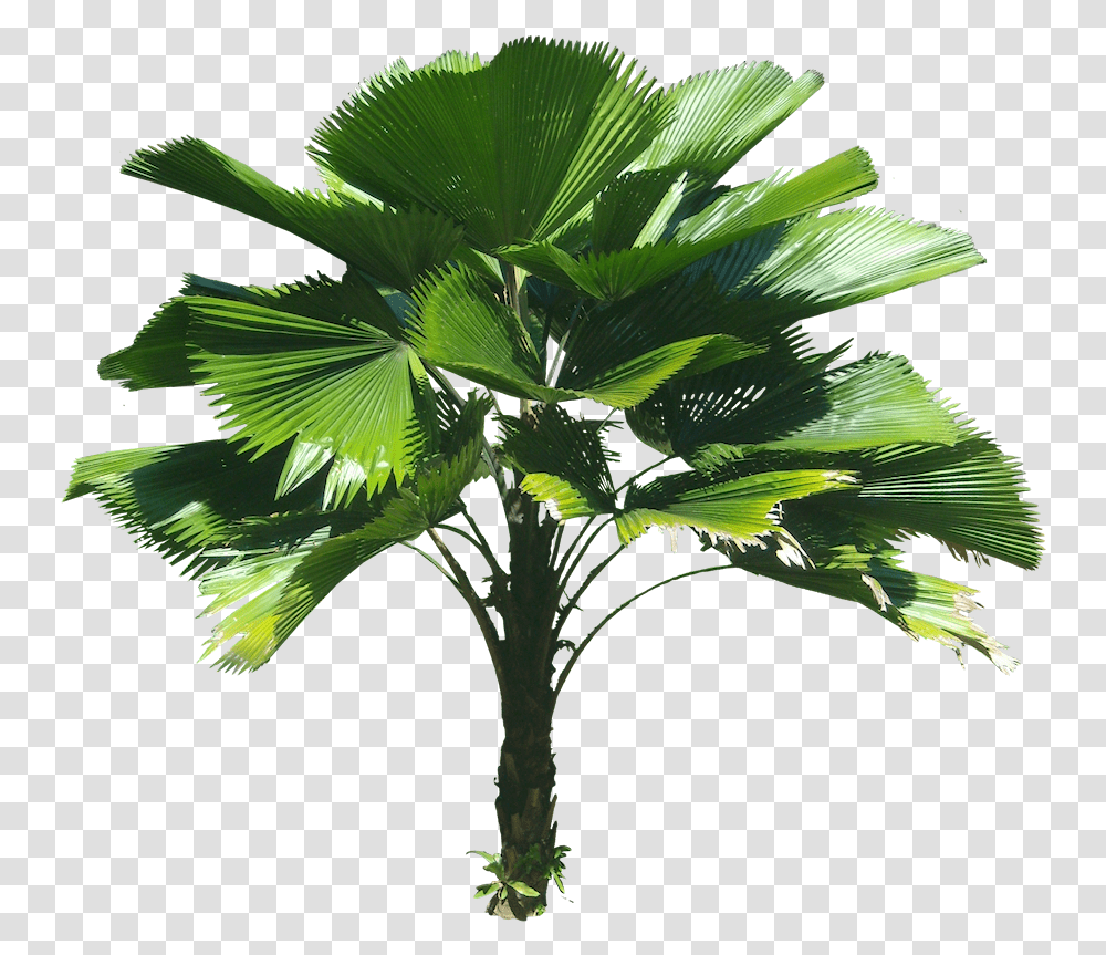 3d Coconut Tree Licuala Grandis, Plant, Palm Tree, Arecaceae, Leaf Transparent Png