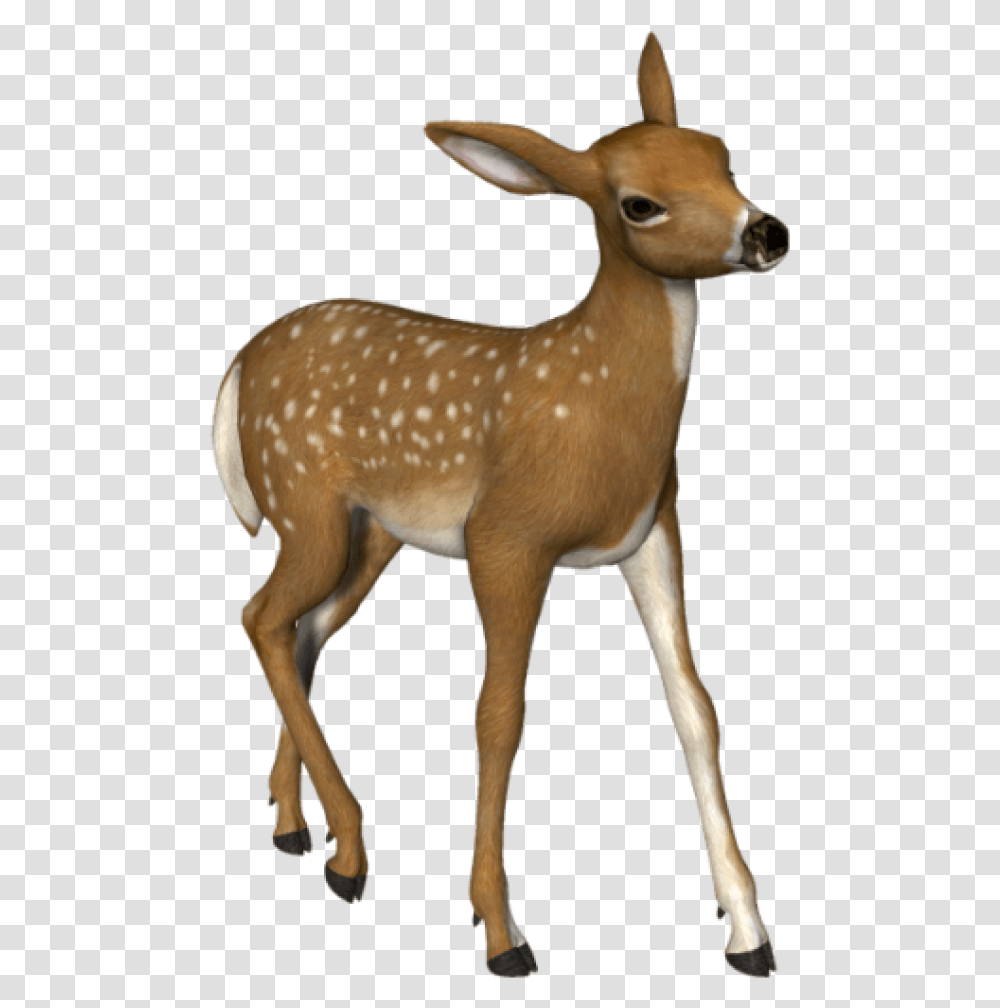 3d Deer Deer, Wildlife, Mammal, Animal, Antelope Transparent Png