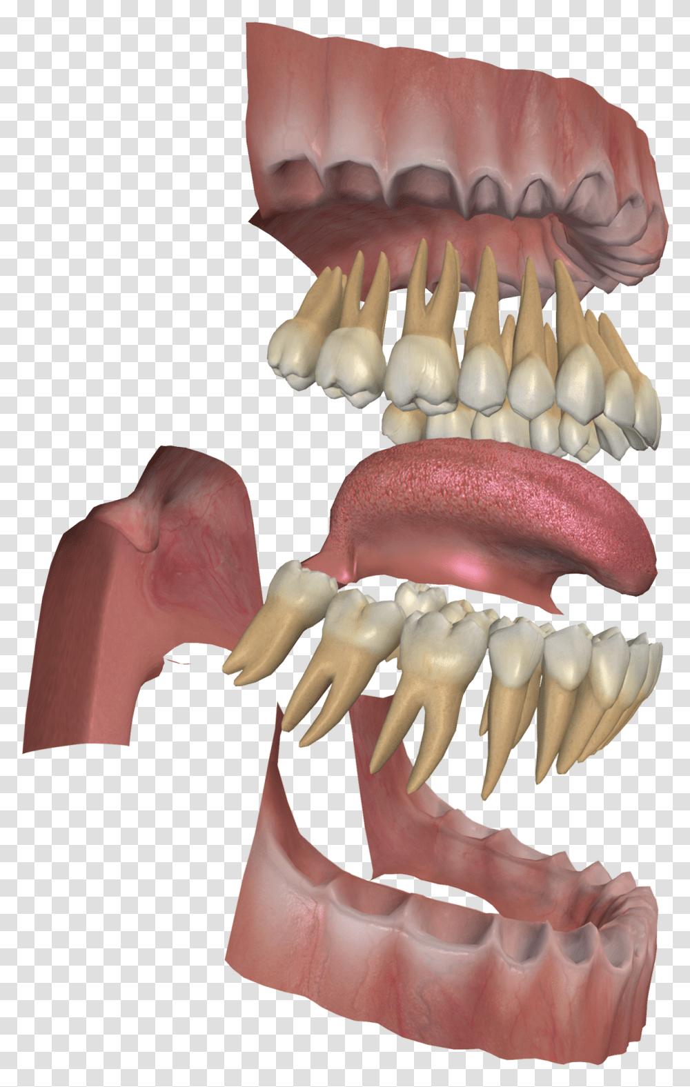 3d Digestive System Project Vile Things, Teeth, Mouth, Lip, Person Transparent Png